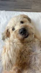 Found/Stray Male Dog last seen Chicago, Chicago, IL 60602