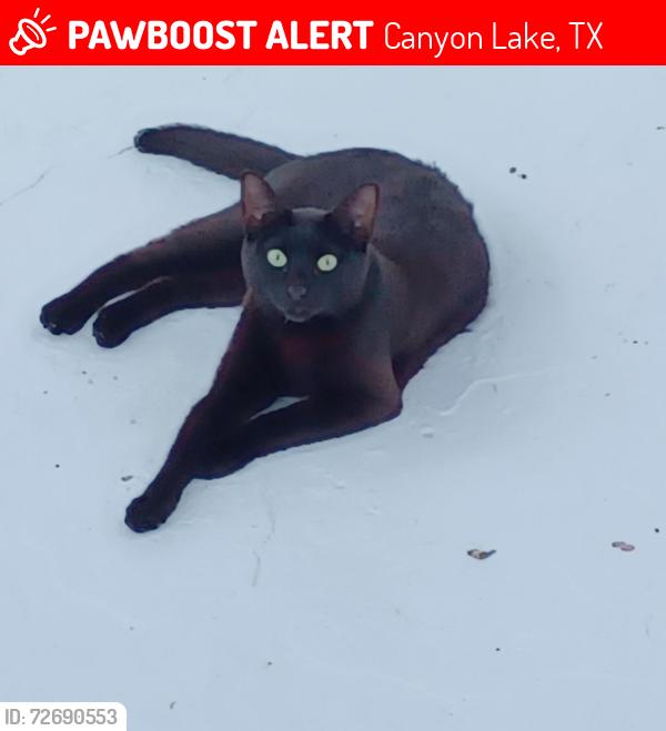 Lost Female Cat last seen Near corner of Lavaca and Scenic Terrace, Canyon Lake, TX 78133
