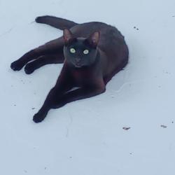 Lost Female Cat last seen Near corner of Lavaca and Scenic Terrace, Canyon Lake, TX 78133