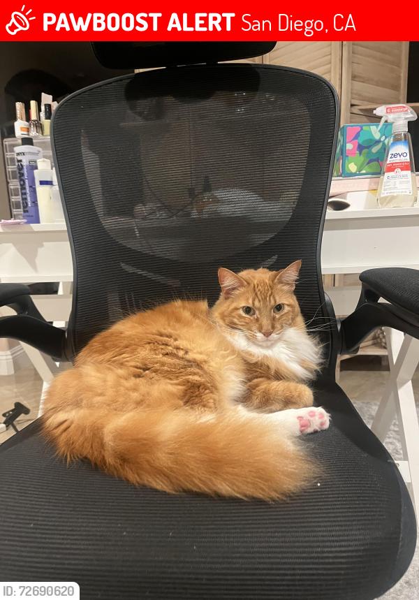 Lost Male Cat last seen Cowles mountain , San Diego, CA 92119