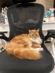 Lost Male Cat last seen Cowles mountain , San Diego, CA 92119