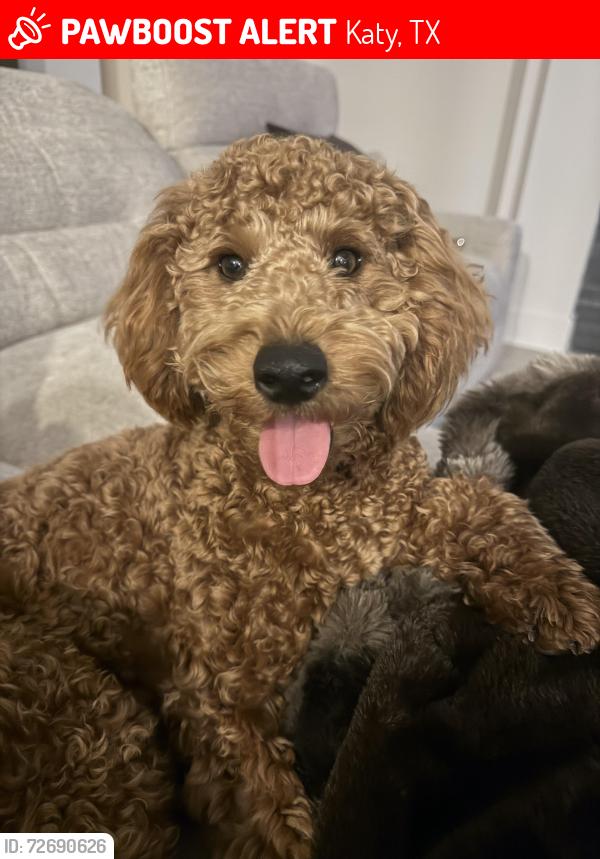 Lost Male Dog last seen Near lemonwood lane, Katy, TX 77494