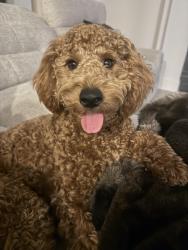 Lost Male Dog last seen Near lemonwood lane, Katy, TX 77494