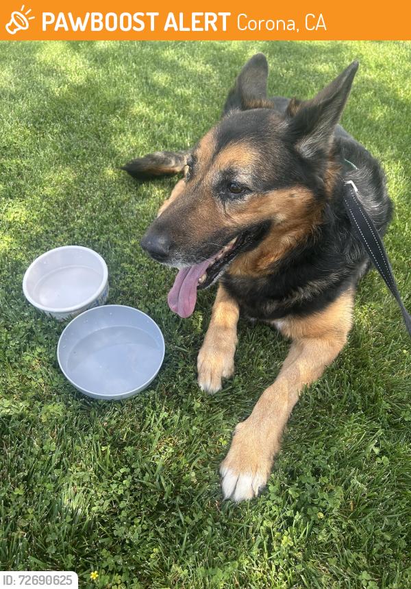 Found/Stray Unknown Dog last seen Valencia and Brentridge, Corona, CA 92881
