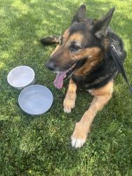 Found/Stray Unknown Dog last seen Valencia and Brentridge, Corona, CA 92881