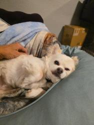 Lost Male Dog last seen Hancock and Union, Colorado Springs, CO 80906