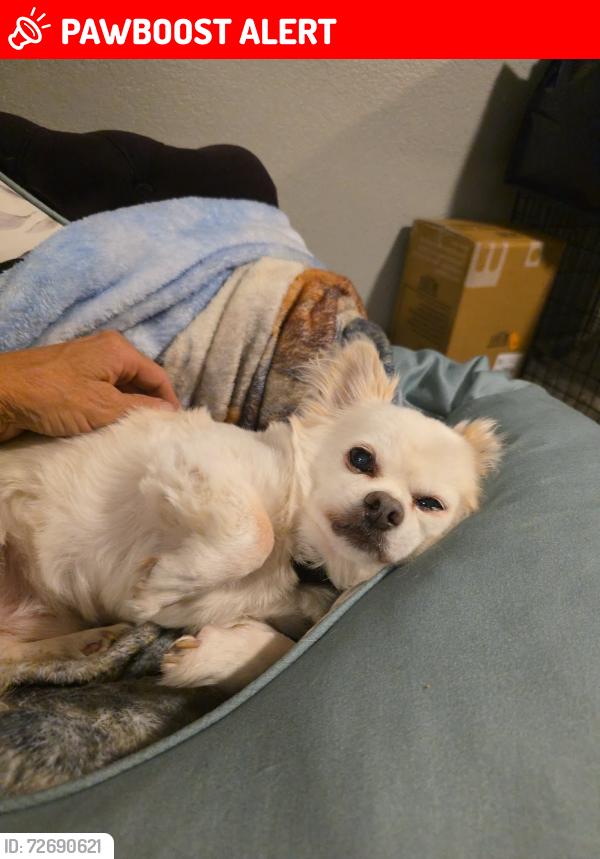 Lost Male Dog last seen Hancock and Union, Colorado Springs, CO 80906