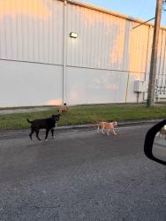 Found/Stray Unknown Dog last seen Eustis Roofing , Orlando, FL 32804