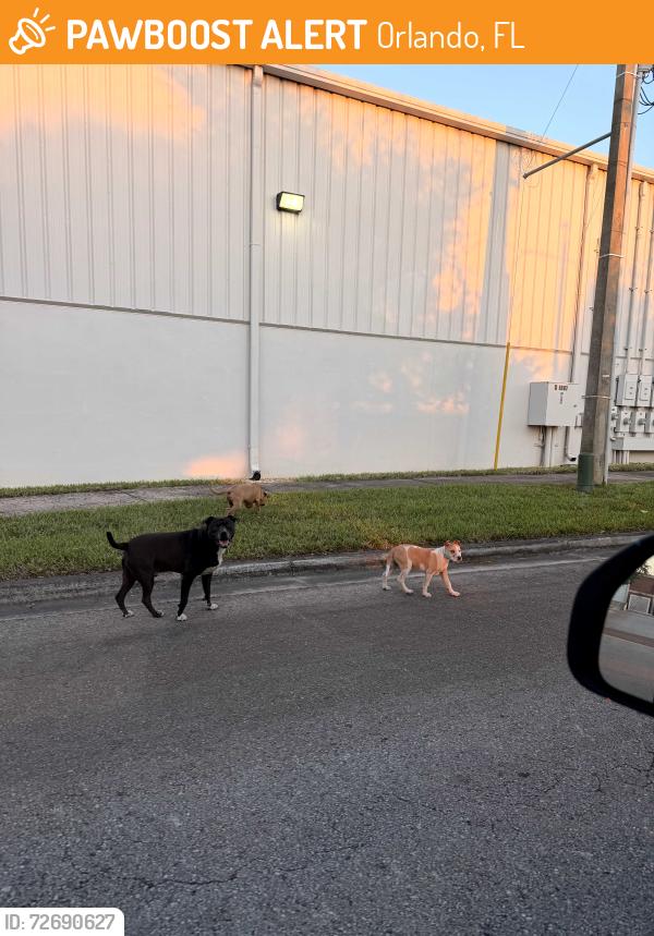 Found/Stray Unknown Dog last seen Eustis Roofing , Orlando, FL 32804