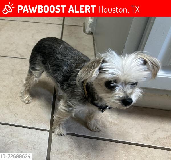 Lost Female Dog last seen Mills and Copeland, Houston, TX 77070