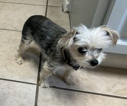 Lost Female Dog last seen Mills and Copeland, Houston, TX 77070