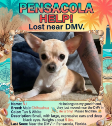 Lost Male Dog last seen Cary Memorial Dr, Pensacola, FL 32505