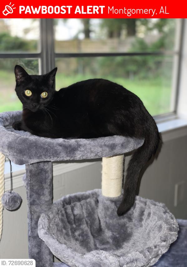 Lost Female Cat last seen Hillman Street, Montgomery, AL 36109
