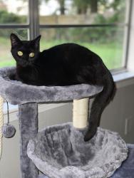 Lost Female Cat last seen Hillman Street, Montgomery, AL 36109