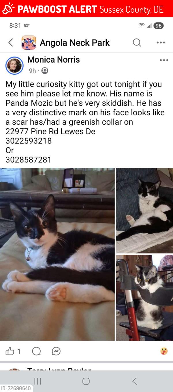 Lost Male Cat last seen Pine road , Sussex County, DE 19958