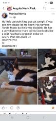 Lost Male Cat last seen Pine road , Sussex County, DE 19958