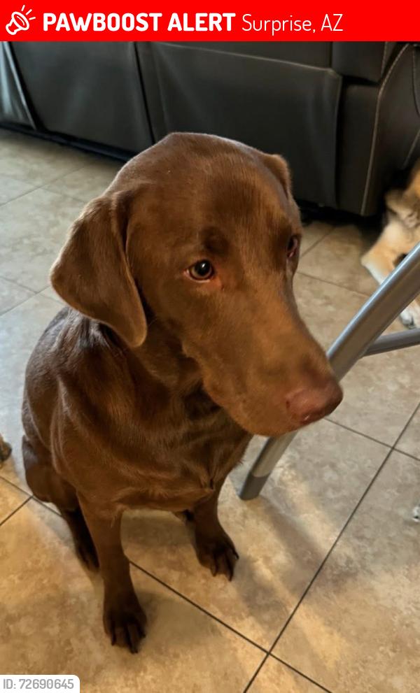 Lost Male Dog last seen Happy valley and mcmicken, Surprise, AZ 85387