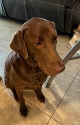 Lost Male Dog last seen Happy valley and mcmicken, Surprise, AZ 85387