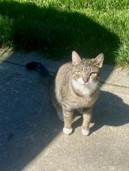 Found/Stray Unknown Cat last seen Lake Providence , Weddington, NC 28104