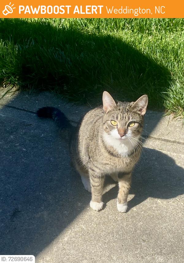 Found/Stray Unknown Cat last seen Lake Providence , Weddington, NC 28104