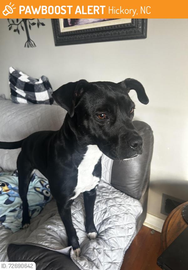 Found/Stray Female Dog last seen Kool Park Rd. , Hickory, NC 28601