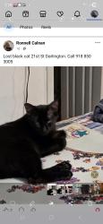Lost Male Cat last seen 21st and Darlington , Tulsa, OK 74114