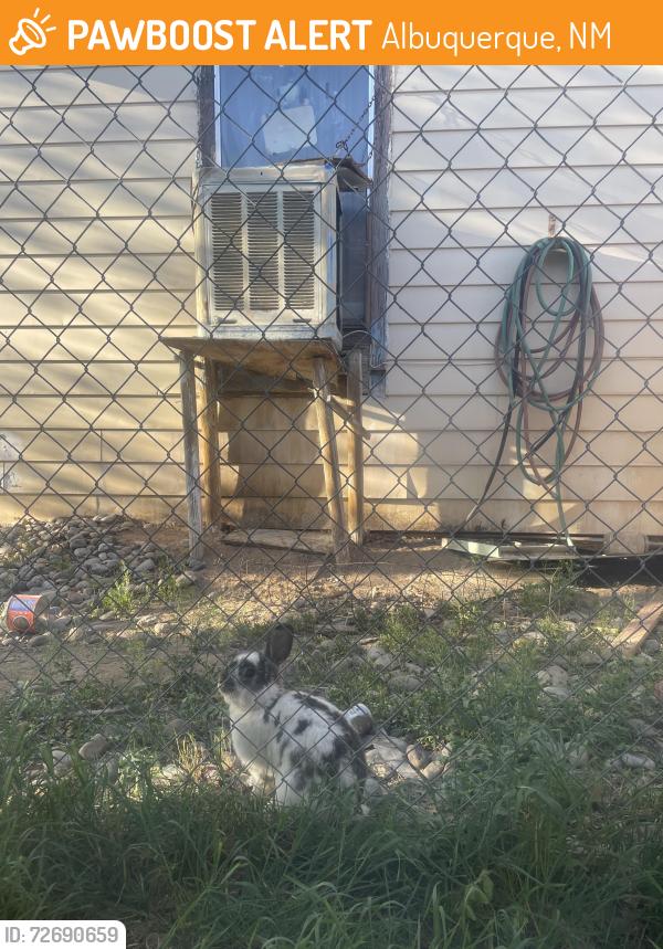 Found/Stray Unknown Rabbit last seen East downtown - Walter/Coal, Albuquerque, NM 87102