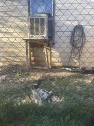Found/Stray Unknown Rabbit last seen East downtown - Walter/Coal, Albuquerque, NM 87102