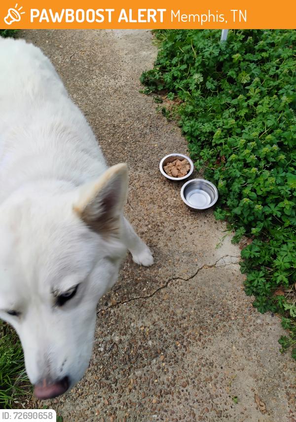 Found/Stray Female Dog last seen Barron ave  Memphis TN 38111, Memphis, TN 38111