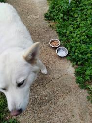 Found/Stray Female Dog last seen Barron ave  Memphis TN 38111, Memphis, TN 38111