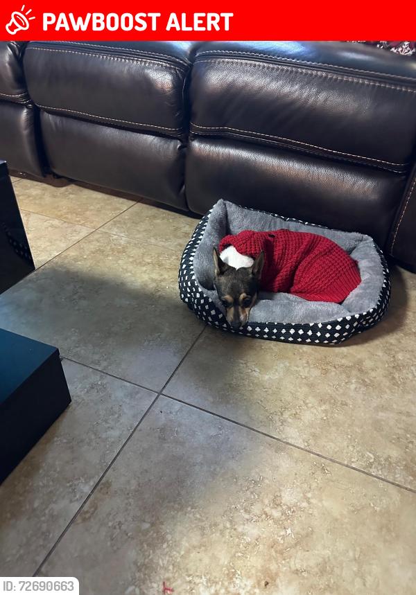 Lost Female Dog last seen Avocado ave & Wallis road , West Palm Beach, FL 33413