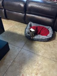 Lost Female Dog last seen Avocado ave & Wallis road , West Palm Beach, FL 33413