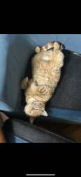 Lost Male Cat last seen 63rd and oak by heirloom bakery, Kansas City, MO 64110