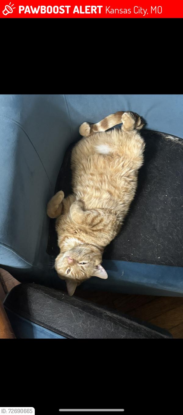 Lost Male Cat last seen 63rd and oak by heirloom bakery, Kansas City, MO 64110