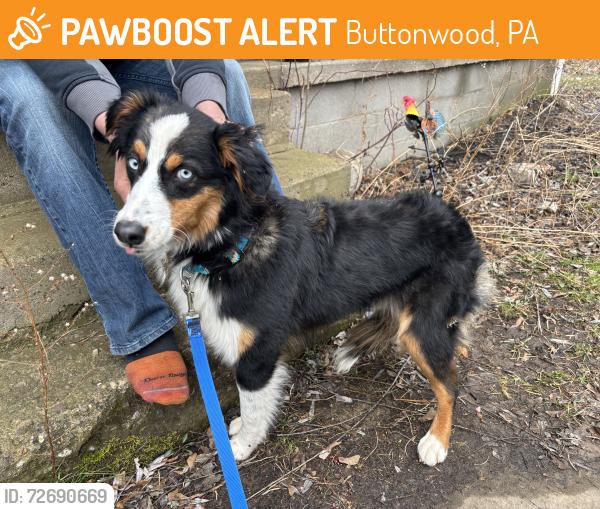Found/Stray Female Dog last seen Highway 15?, Buttonwood, PA 16930