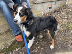 Found/Stray Female Dog last seen Highway 15?, Buttonwood, PA 16930