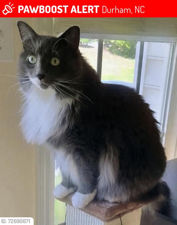 Lost Male Cat last seen Duke of Gloucester Circle and Roxboro Road, Durham, NC 27713