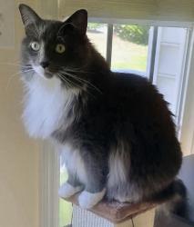 Lost Male Cat last seen Duke of Gloucester Circle and Roxboro Road, Durham, NC 27713
