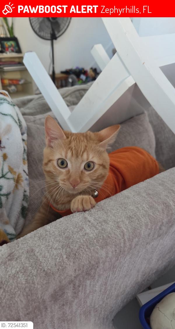 Lost Male Cat last seen Near Daisy Meadow Loop, Zephyrhills, FL 33541