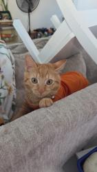 Lost Male Cat last seen Near Daisy Meadow Loop, Zephyrhills, FL 33541