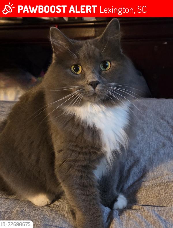 Lost Female Cat last seen Lexington hills pkwy, Lexington, SC 29073