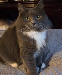 Lost Female Cat last seen Lexington hills pkwy, Lexington, SC 29073