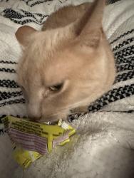 Lost Female Cat last seen Near 42nd st lubbock tx, Lubbock, TX 79414