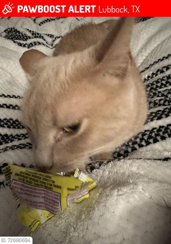 Lost Female Cat last seen Near 42nd st lubbock tx, Lubbock, TX 79414