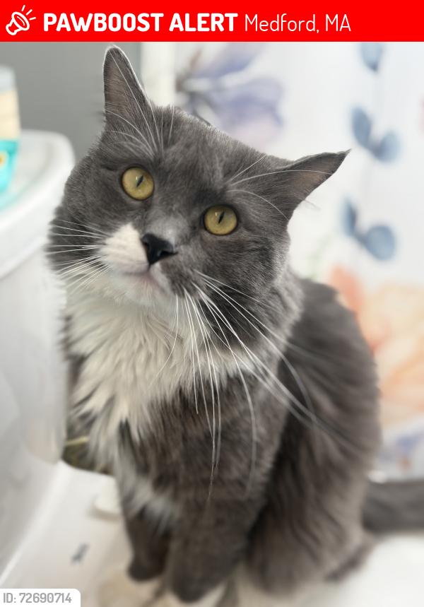 Lost Male Cat last seen Middlesex ave/ Third st, Medford, MA 02155