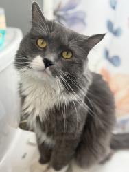 Lost Male Cat last seen Middlesex ave/ Third st, Medford, MA 02155