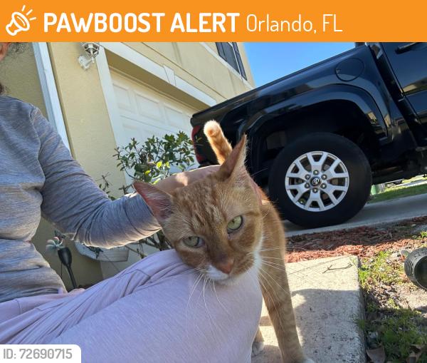 Found/Stray Unknown Cat last seen Across Wawa orange Ave and Town center, Orlando, FL 32824