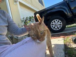 Found/Stray Unknown Cat last seen Across Wawa orange Ave and Town center, Orlando, FL 32824