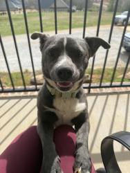 Found/Stray Male Dog last seen Off of hwy 357, Inman, SC 29349