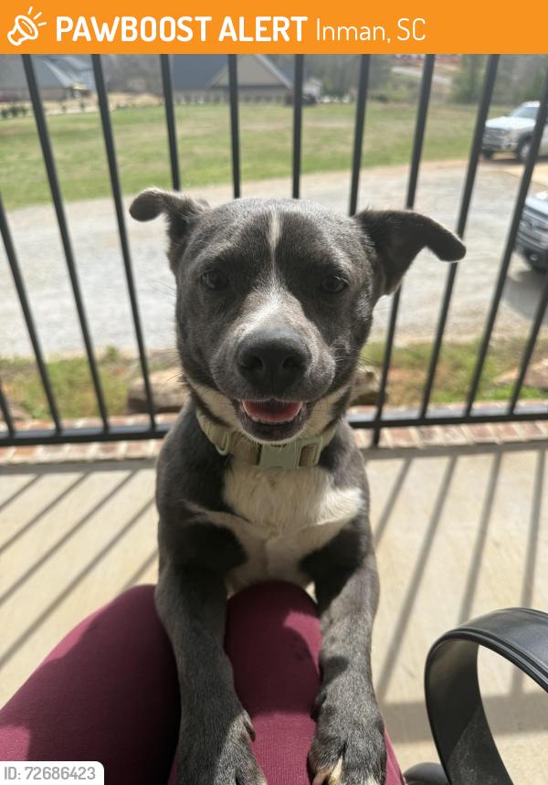 Found/Stray Male Dog last seen Off of hwy 357, Inman, SC 29349
